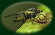Arthropods of economic importance - Agromyzidae