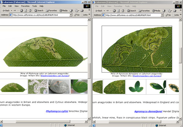 e.g. Laburnum miner galleries in key to Diptera mines - Phytomyza cytisi and Agromyza demeijerei