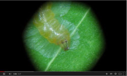 Gracillarid larva feeding