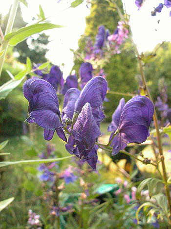 Monkshood - Aconitum napellus.  Image: Brian Pitkin