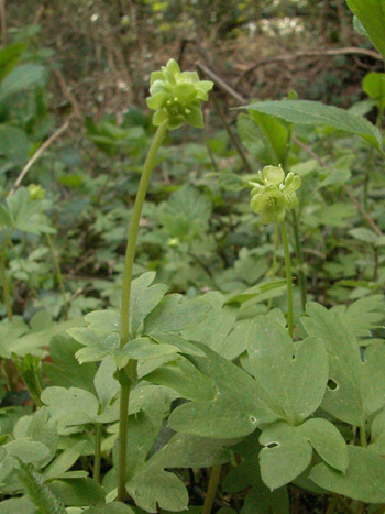 Moschatel - Adoxa moschatellina.  Image: Brian Pitkin