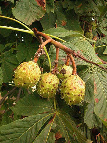 Horse chestnut - Aesculus hippocastanum.  Image: Brian Pitkin