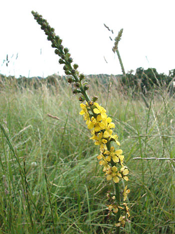 Fragrant agrimony - Agrimonia procera.  Image: Brian Pitkin