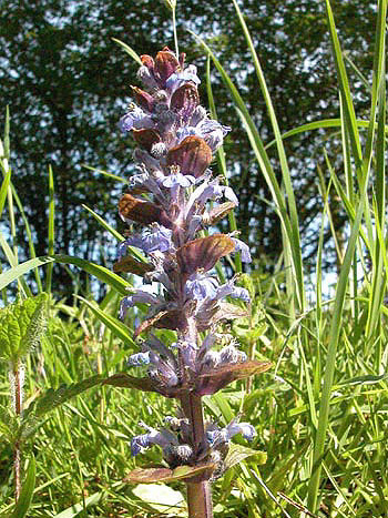 Bugle - Ajuga reptans.Image: Brian Pitkin