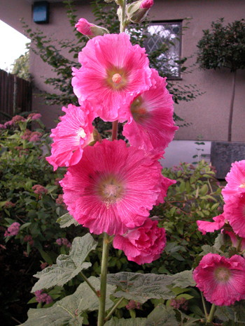 Hollyhock - Alcea rosea.  Image: Brian Pitkin