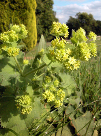 Garden Lady's-mantle - Alchemilla mollis.  Image: Brian Pitkin