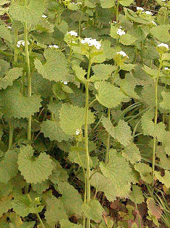 Garlic Mustard - Alliaria petiolata.  Image: Brian Pitkin