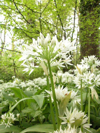 Ramsons - Allium ursinum.  Image: Brian Pitkin