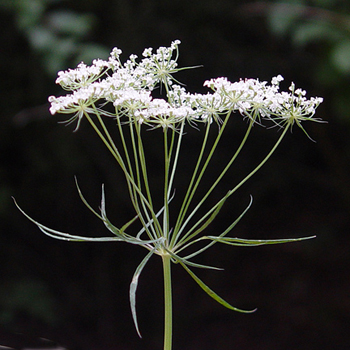 Bullwort - Ammi majus. Image: Linda Pitkin