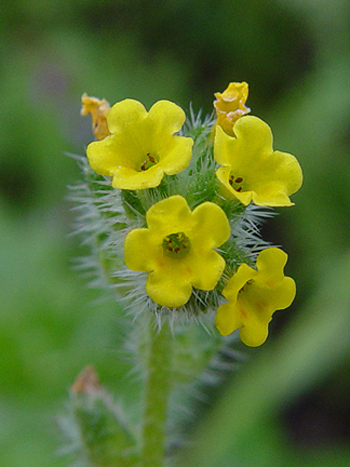 Common Fiddleneck - Amsinkia micrantha. Image: John Somerville