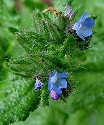 Bugloss - Anchusa arvensis. Image: John Somerville