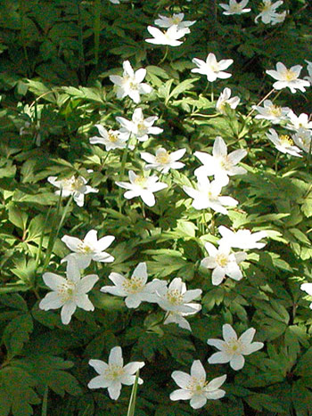 Wood Anemone - Anemone nemorosa.  Image: Brian Pitkin