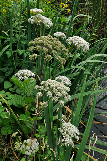 Wild Angelica - Angelica sylvestris. Image: Linda Pitkin