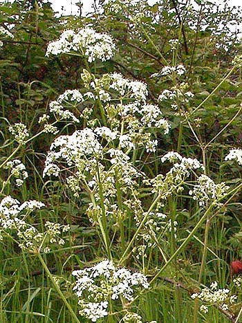 Cow Parsley - Anthriscus sylvestris.  Image: Brian Pitkin