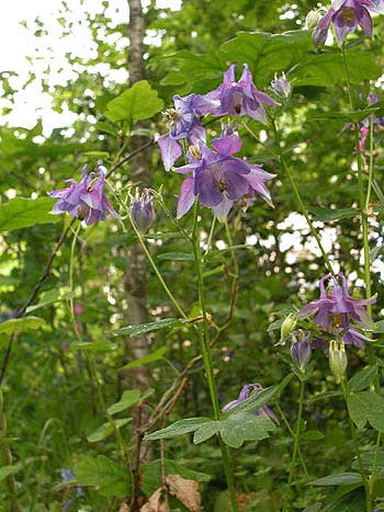 Columbine - Aquilegia vulgaris.  Image: Brian Pitkin