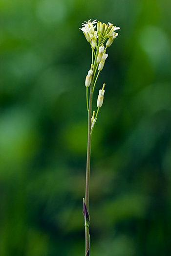 Tower Mustard - Turritis glabra. Image: Linda Pitkin