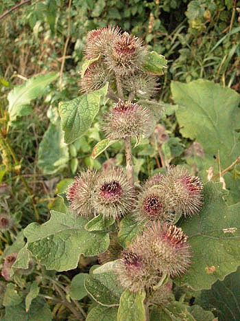 Lesser burdock - Arctium minus.  Image: Brian Pitkin