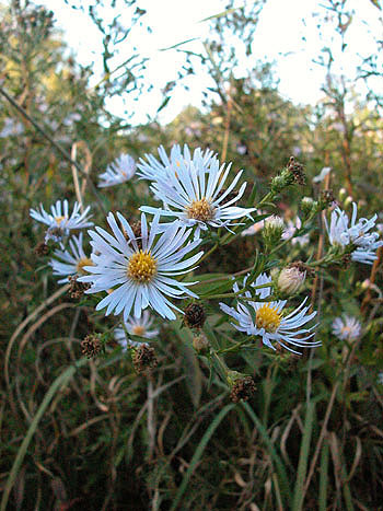 Michaelmas Daisy - Aster novi-belgii.  Image: Brian Pitkin