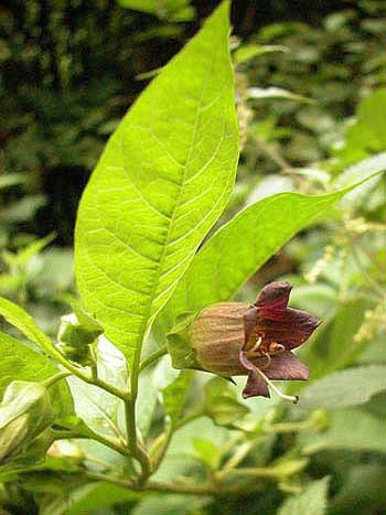 Deadly Nightshade - Atropa belladonna.  Image: Brian Pitkin