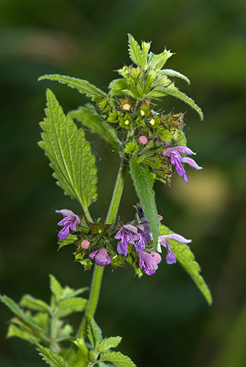 Black Horehound - Ballota nigra. Image: Linda Pitkin