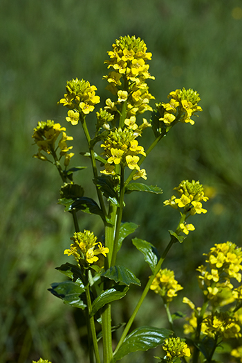 Winter-cress - Barbarea vulgaris. Image: Linda Pitkin