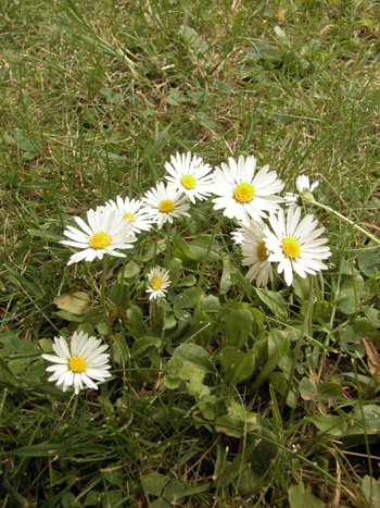 Daisy - Bellis perennis.  Image: Brian Pitkin
