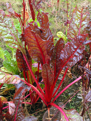 Beet - Beta vulgaris.  Image: Brian Pitkin