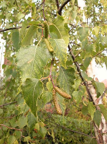 Silver Birch - Betula pendula.  Image: Brian Pitkin