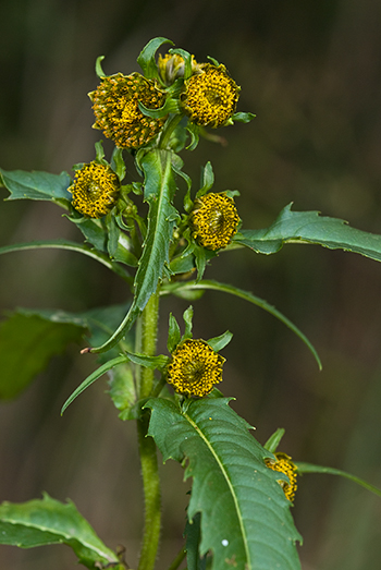 Nodding Bur-marigold - Bidens cernua. Image: Linda Pitkin