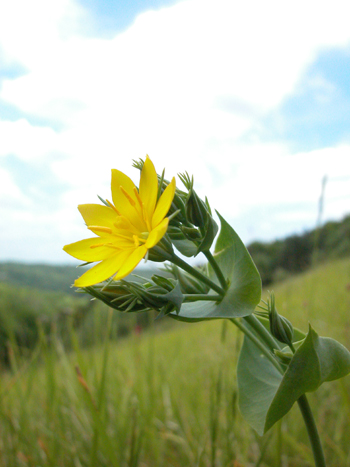 Yellow-wort - Blackstonia perfoliata.  Image: Brian Pitkin