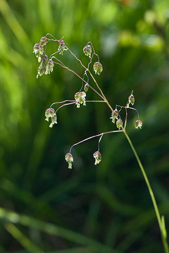 Quaking Grass - Briza media. Image: Linda Pitkin