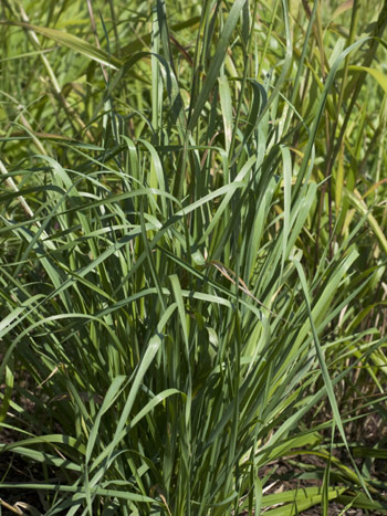 Bromus inermis.  Image: Brian Pitkin