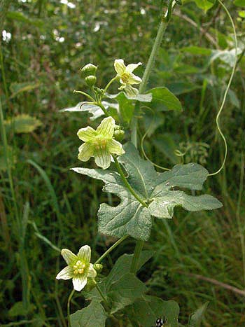 Bryony - Bryonia dioica.  Image: Brian Pitkin