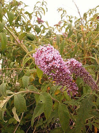 Butterfly-bush - Buddleja davidii.  Image: Brian Pitkin