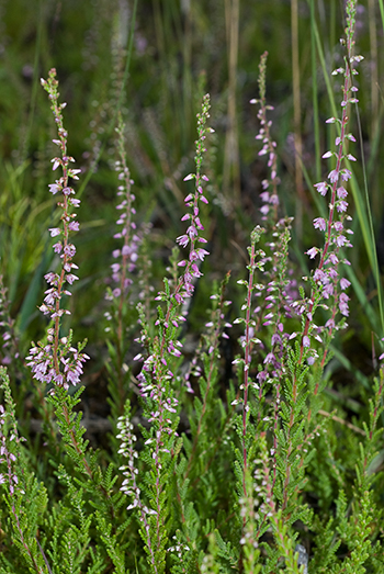 Heather - Calluna vulgaris. Image: Linda Pitkin