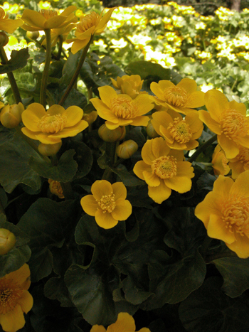 Marsh-marigold - Caltha palustris.  Image: Brian Pitkin