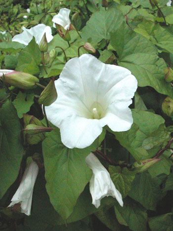 Large Bindweed - Calystegia sylvatica.  Image: Brian Pitkin