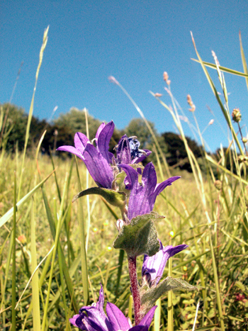 Clustered Bellflower - Campanula glomerata.  Image: Brian Pitkin