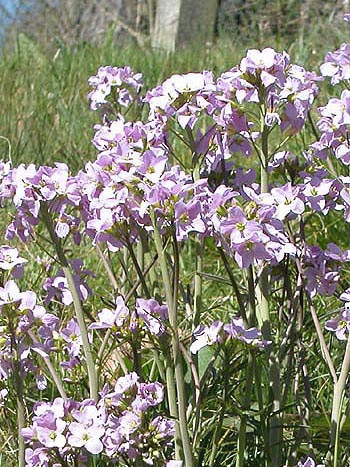 Lady's Smock - Cardamine pratensis.  Image: Brian Pitkin