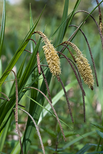 Pendulous Sedge - Carex pendula. Image: Linda Pitkin