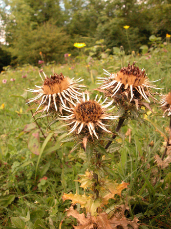 Carline Thistle - Carlina vulgaris.  Image: Brian Pitkin