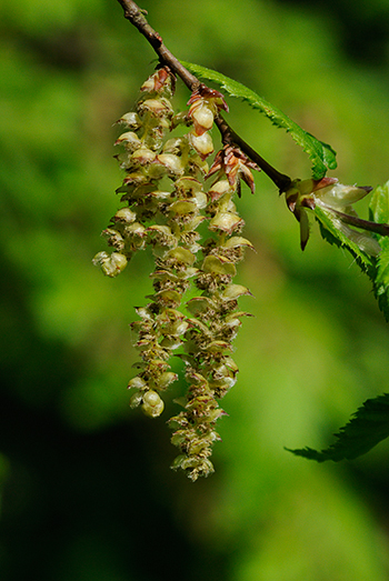 Hornbeam - Carpinus betulus.  Image: Brian Pitkin