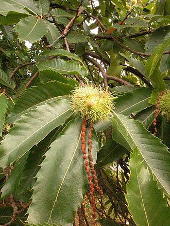 Sweet Chestnut - Castanea sativa.  Image: Brian Pitkin