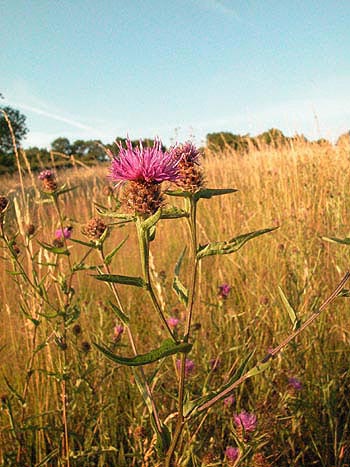 Common Knapweed - Centaurea nigra.  Image: Brian Pitkin