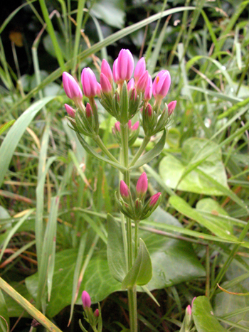 Common Centaury - Centaurium erythraea.  Image: Brian Pitkin