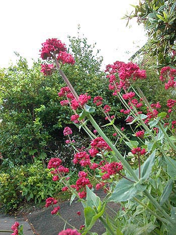 Valerian - Centranthus ruber.  Image: Brian Pitkin