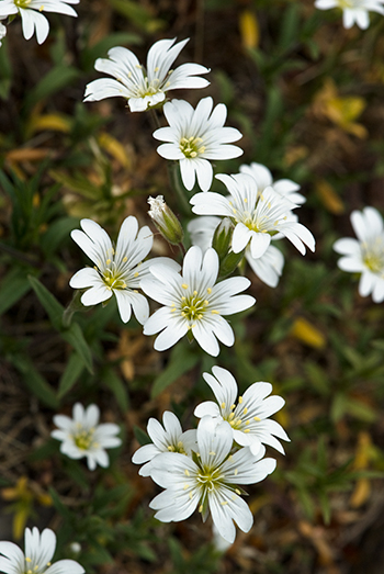 Field Mouse-ear - Cerastium arvense. Image: Linda Pitkin