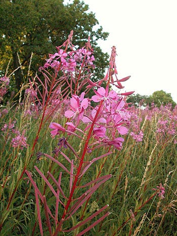 Rosebay Willowherb - Chamaenerion angustifolium.  Image: Brian Pitkin