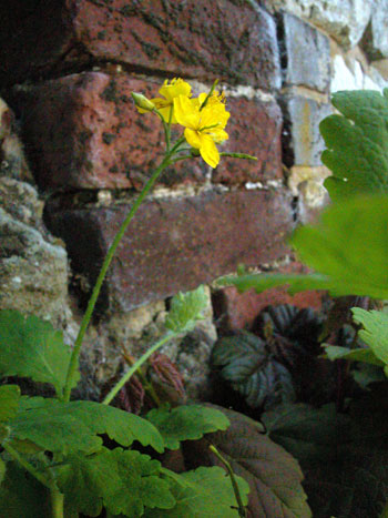 Greater Celandine - Chelidonium majus.  Image: Brian Pitkin