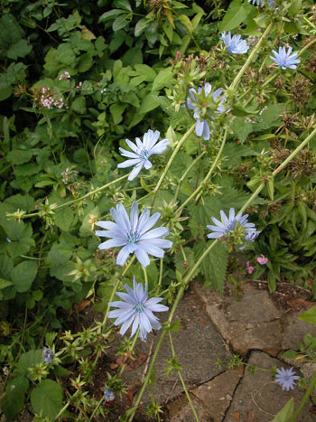 Chicory - Cichorium intybus.  Image: Brian Pitkin